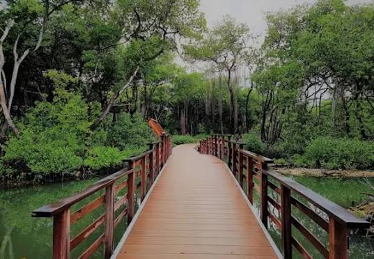 Curacao Rif Mangrovepark