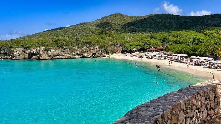 Grote Knip "Kenepa Grandi"